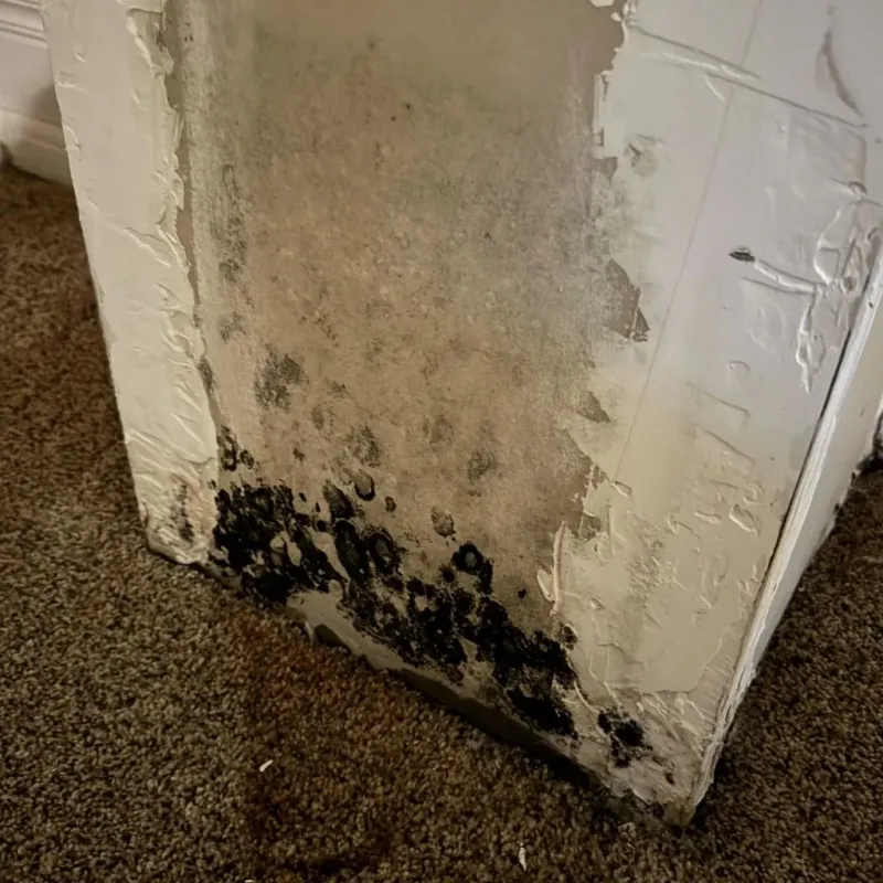 Professional Mold Removal in Jasper, TN